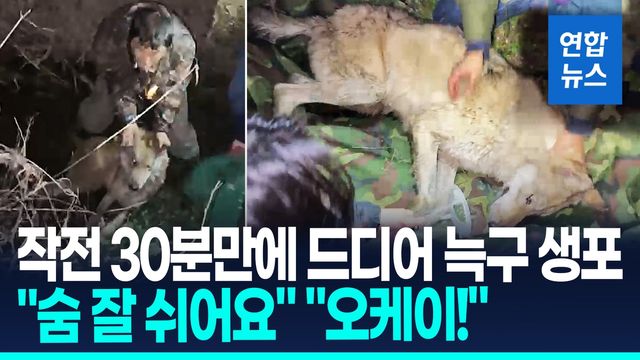 [영상] "숨 잘쉬어요!" 생포 순간…늑구 탈출 9일만에 무사히 돌아왔다 - 2