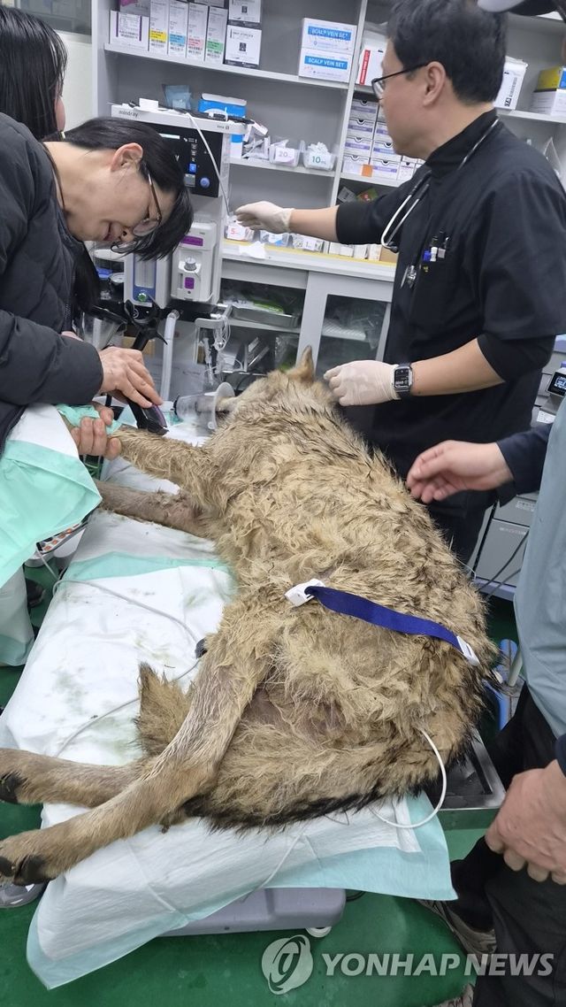 대전 오월드 탈출한 '늑구' 안전히 생포