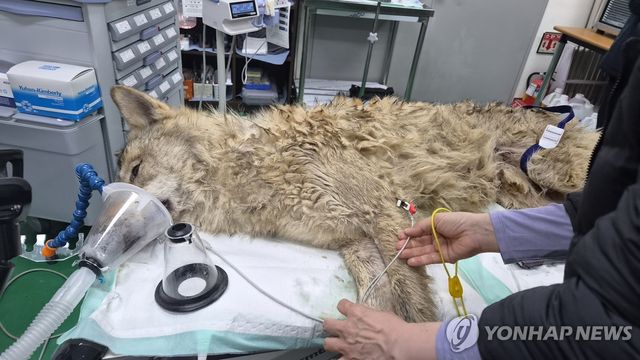 대전 오월드 탈출한 '늑구' 안전히 생포