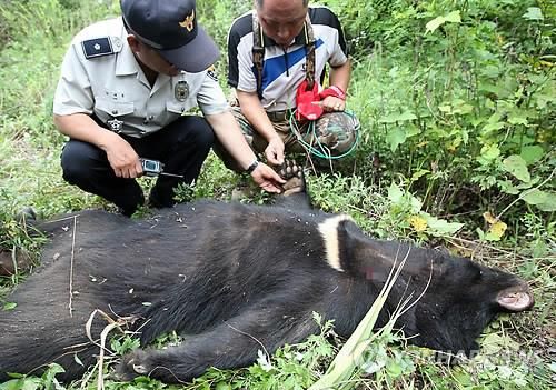 2012년 경기도 용인시 처인구의 한 사육장에서 탈출했다 사살당한 곰