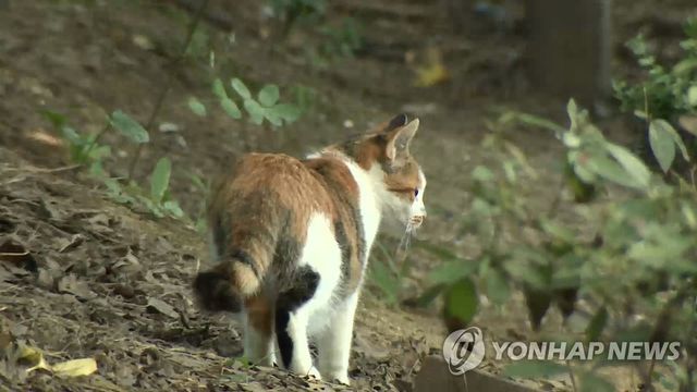 고양이 자료사진