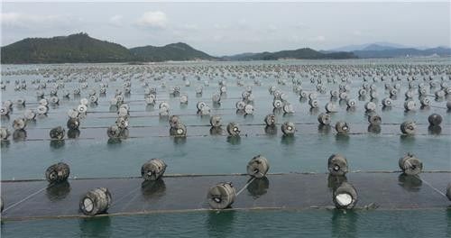 김 양식장