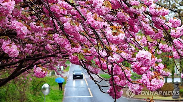 봄비 내리는 제주