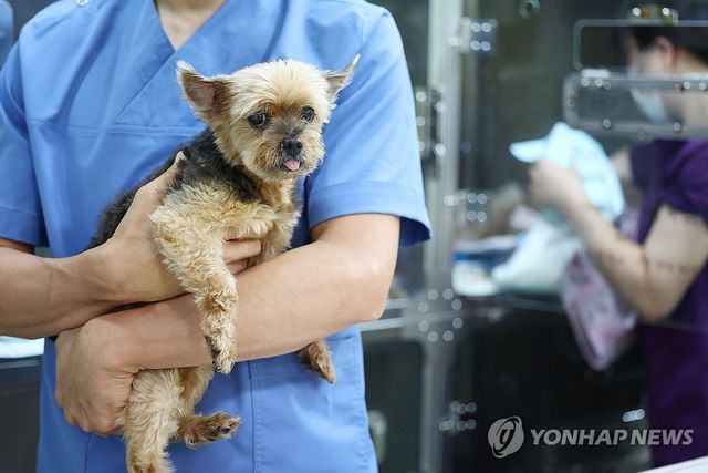(서울=연합뉴스) 류영석 기자 = 서울의 한 반려동물건강검진센터에서 반려견이 수의사 품에 안겨 있다.2024.8.5 ondol@yna.co.kr