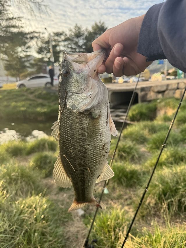 의림지에서 잡힌 배스