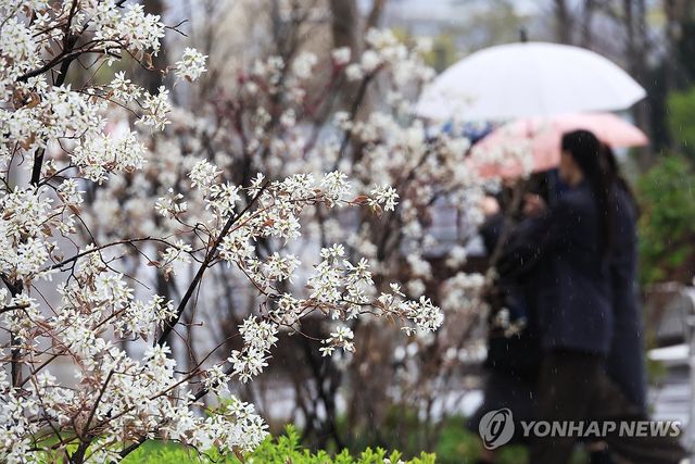 봄을 적시는 비