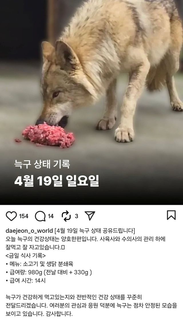 오월드 공식 SNS에 올라온 늑구 상태