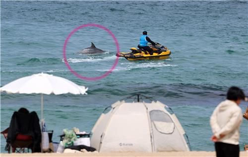 안목해변 가까이 나타난 남방큰돌고래