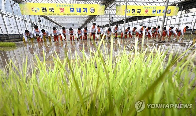 이천 쌀 첫 모내기