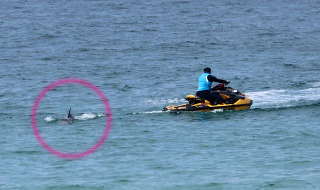 제트스키 주변을 졸졸