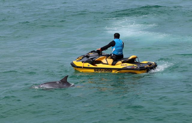 제트스키 주변 맴도는 '안목이'
