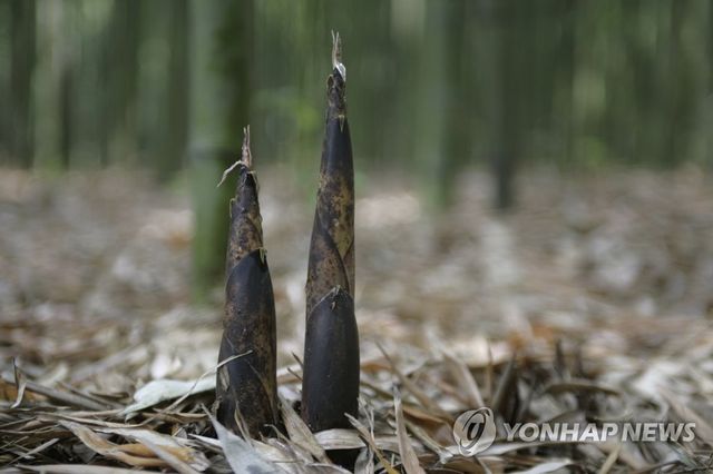 태화강 대숲 죽순