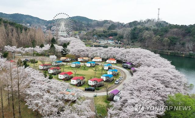 우치공원 벚꽃 만발