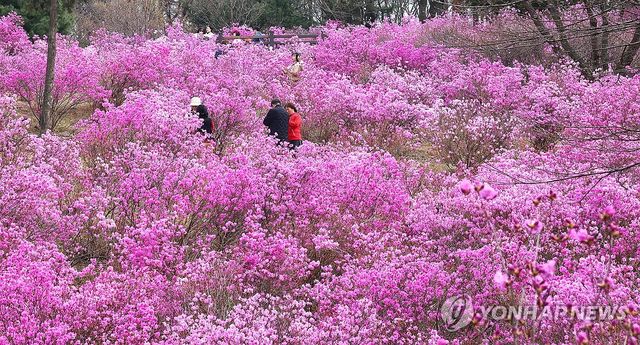 진달래동산 찾은 상춘객들