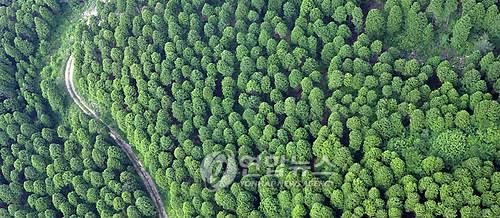 '전남 삼나무 숲'의 항공사진 모습