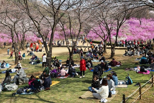 원미산 진달래동산