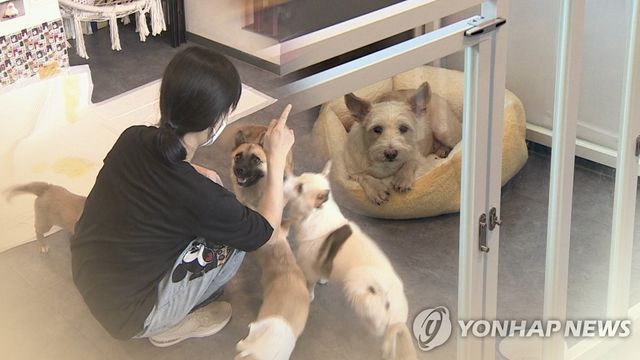 동물 보호 조치(CG)