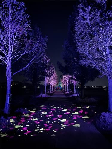 강릉 메타세쿼이아길 빛 터널 