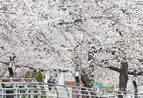 벚꽃의 계절