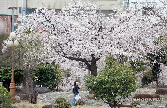 경남 창원 마산합포구에 활짝 핀 벚꽃