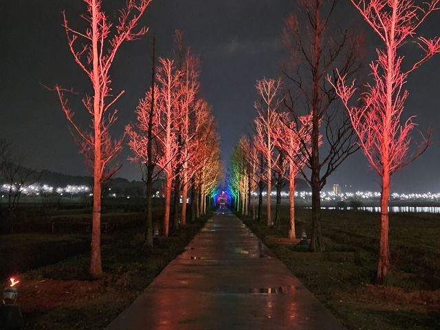 야간 조명등 설치된 강릉 메타세쿼이아길