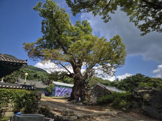 가장 오래된 괴산군 청천면 사담리 느티나무