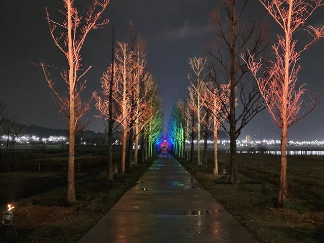 조명등 설치된 강릉 메타세쿼이아길