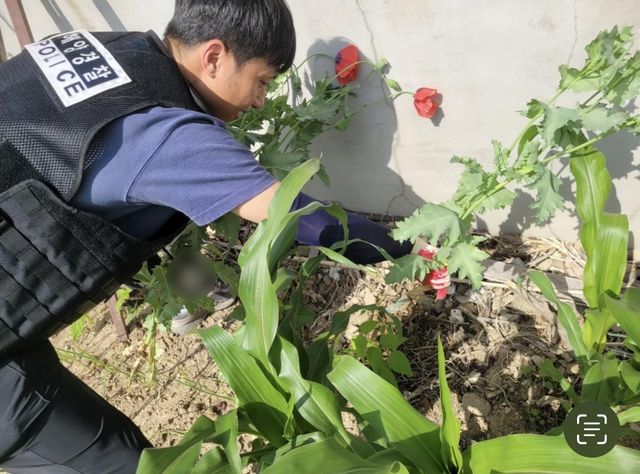 양귀비 재배 적발하는 해경
