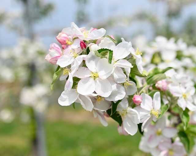 과수 개화 시기 빨라져