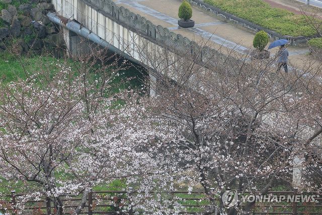 봄비 내리는 제주