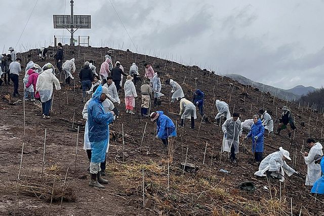산불 피해지서 나무 심는 사람들