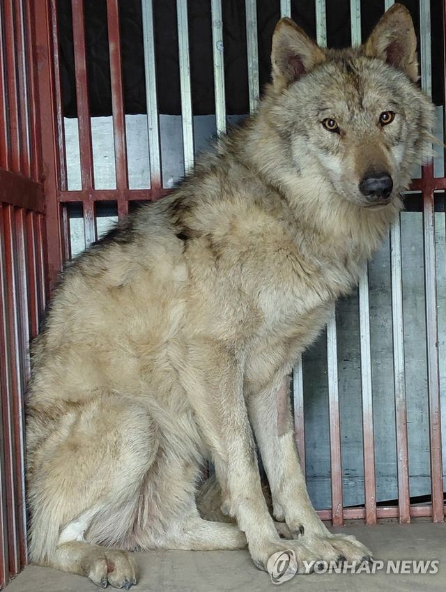 탈출 9일 만에 돌아온 '늑구'