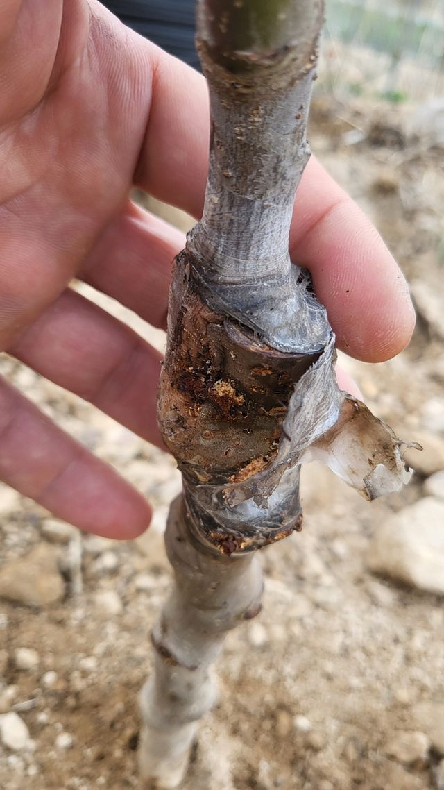 병해충에 피해 본 사과나무