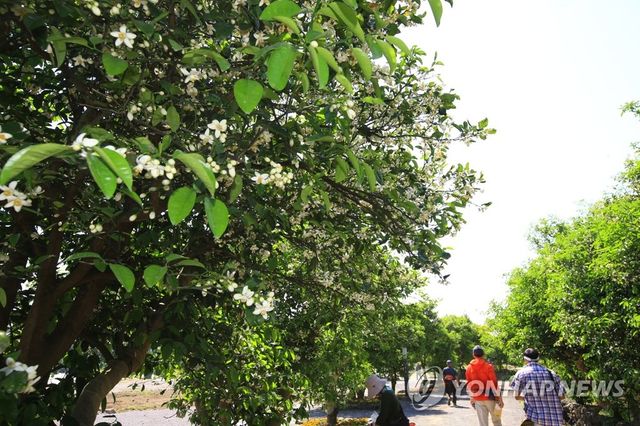 제주 감귤 꽃길 걷기
