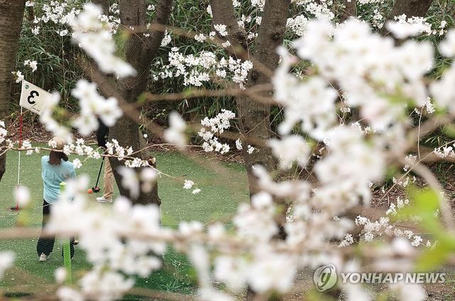 벚꽃 아래 파크골프
