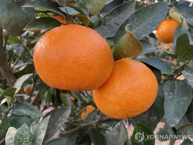 제주 만감류 미래향