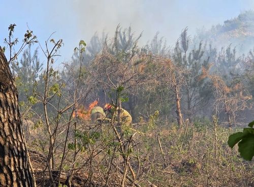 산불 진화하는 소방대원