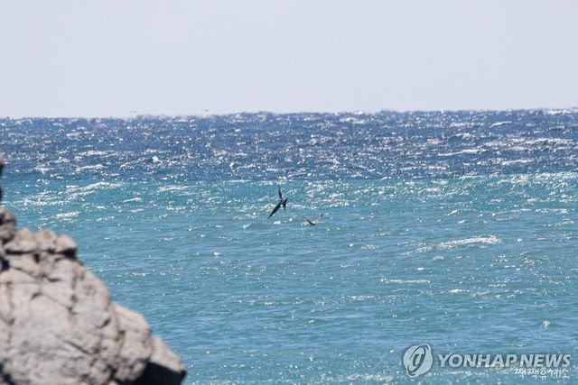 울산 대왕암공원 앞바다에서 촬영된 군함조