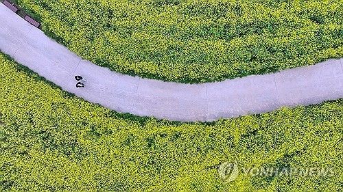 정읍 동학농민혁명기념공원 일대에 만개한 유채꽃