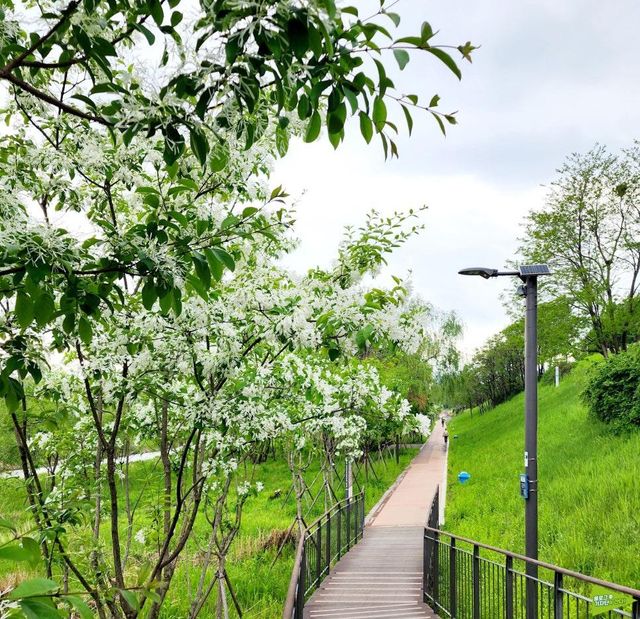 탄천둘레길 이팝나무