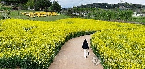 정읍 동학농민혁명기념공원 일대에 만개한 유채꽃