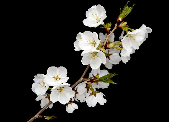 최북단 식물원에 만개한 제주왕벚나무