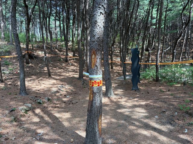 소나무재선충병 감염목