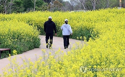 정읍 동학농민혁명기념공원 일대에 만개한 유채꽃