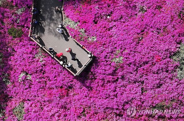 울긋불긋 철쭉 만개