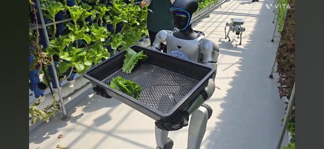 오감로봇 휴머노이드가 수확 후 이동하는 모습