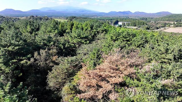 제주도, 소나무재선충병 방제 비상