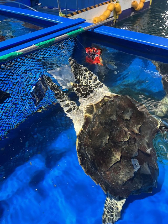 투명한 플라스틱에 반응하는 바다거북