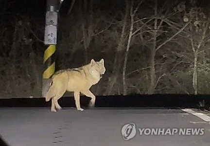 대전 오월드 인근 야산서 발견된 늑대 '늑구'