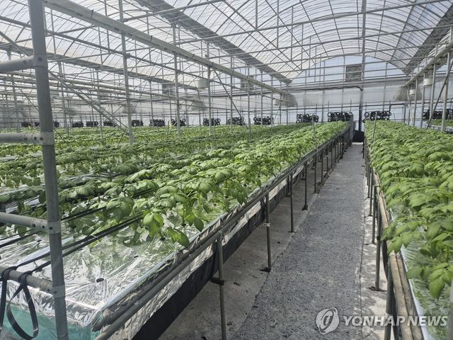 수경재배 씨감자